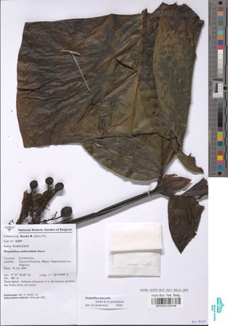 Oxyanthus doucetii