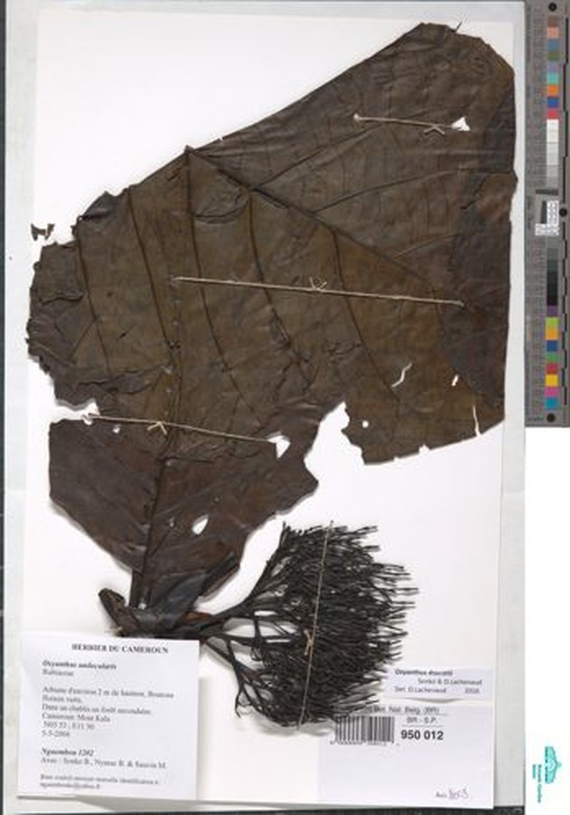 Oxyanthus doucetii photo 3
