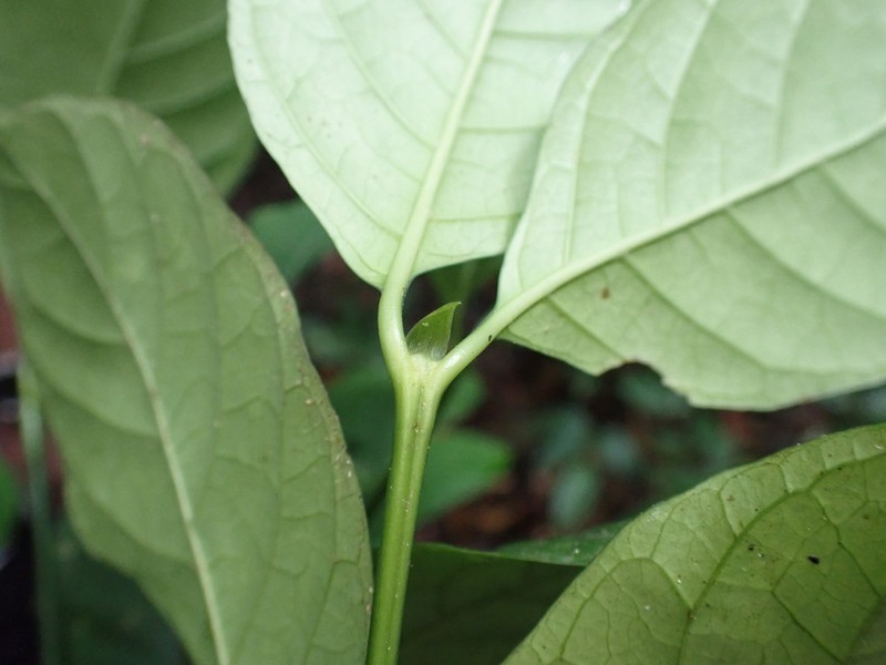 Oxyanthus lewisii photo 2