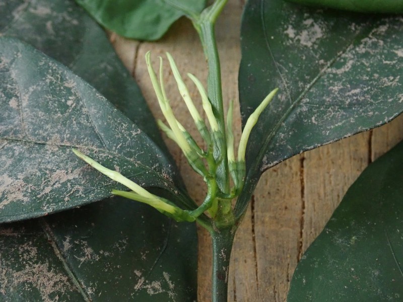 Oxyanthus lewisii photo 3