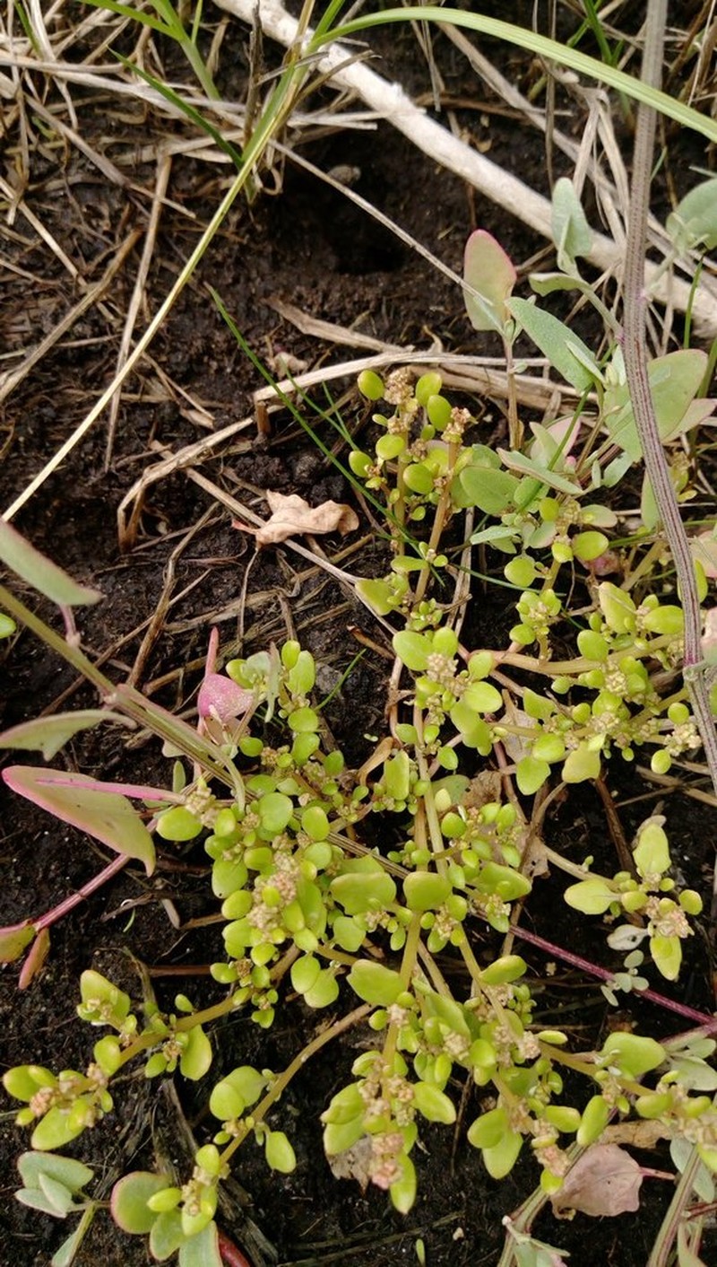 Oxybasis ambigua