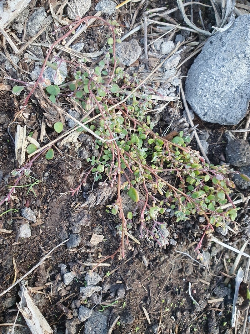 Oxybasis ambigua photo 6