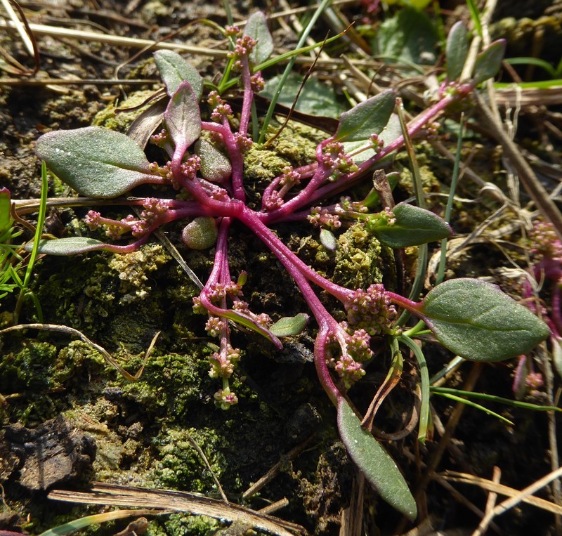 Low Goosefoot photo 5