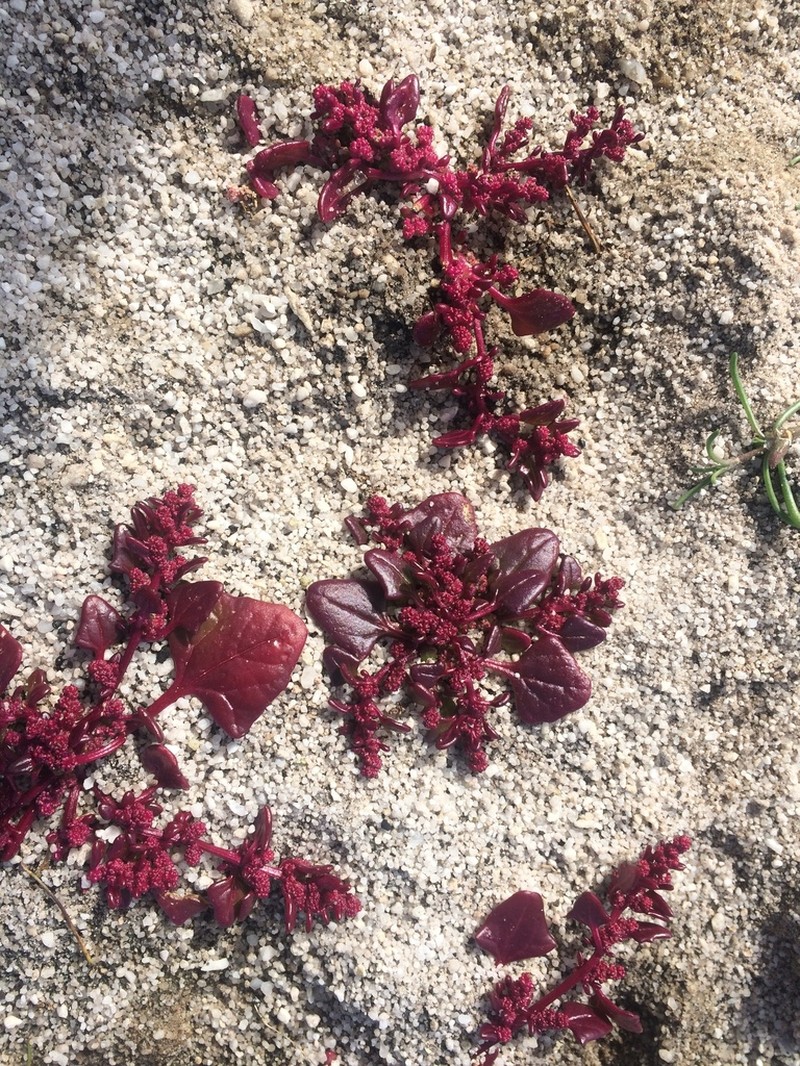 Low Goosefoot photo 3