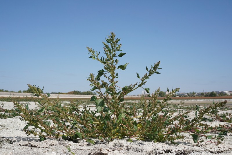 Low Goosefoot photo 4