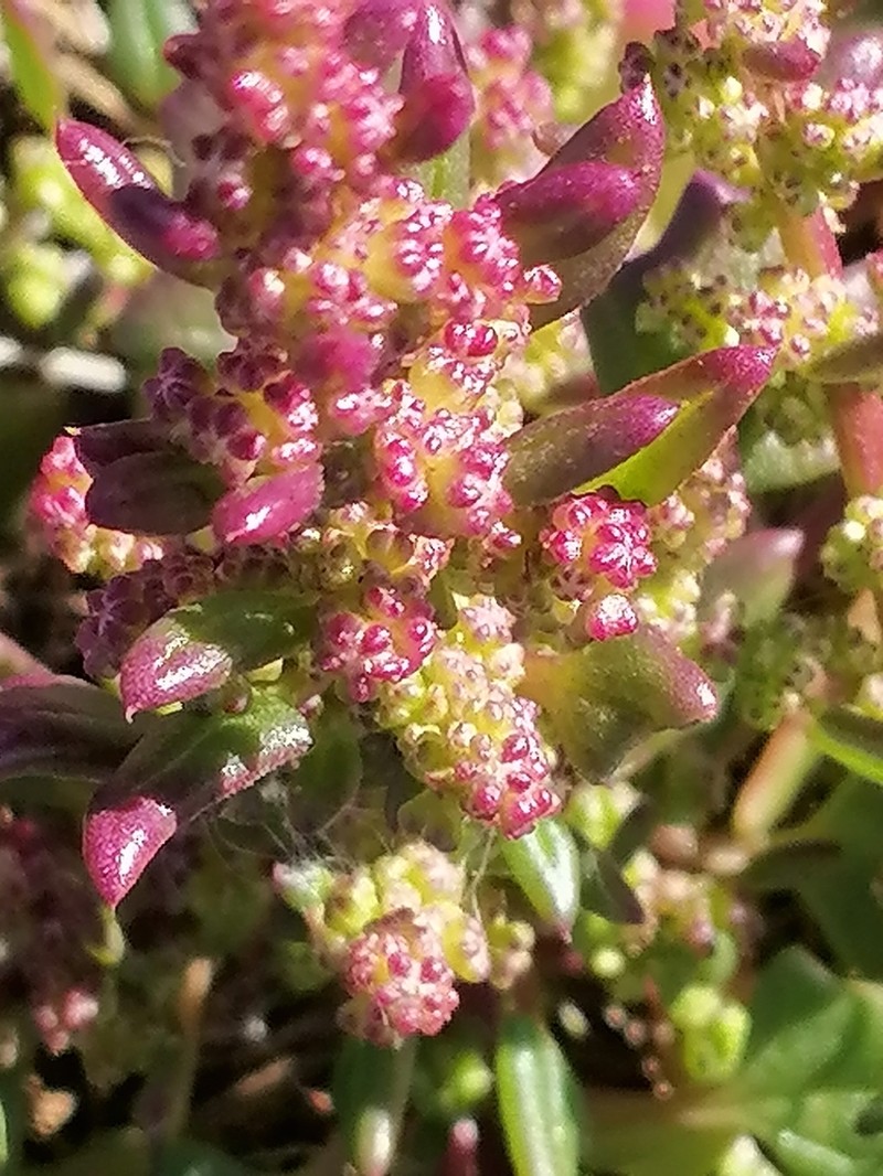 Low Goosefoot photo 5