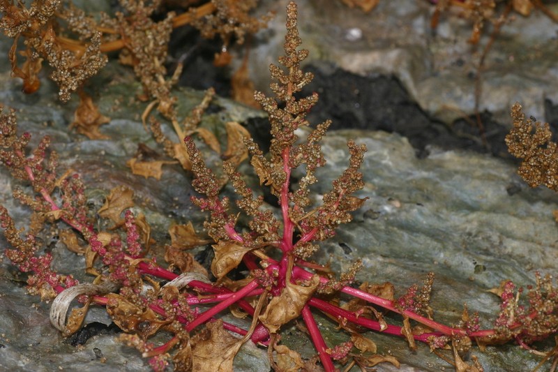 Low Goosefoot photo 6