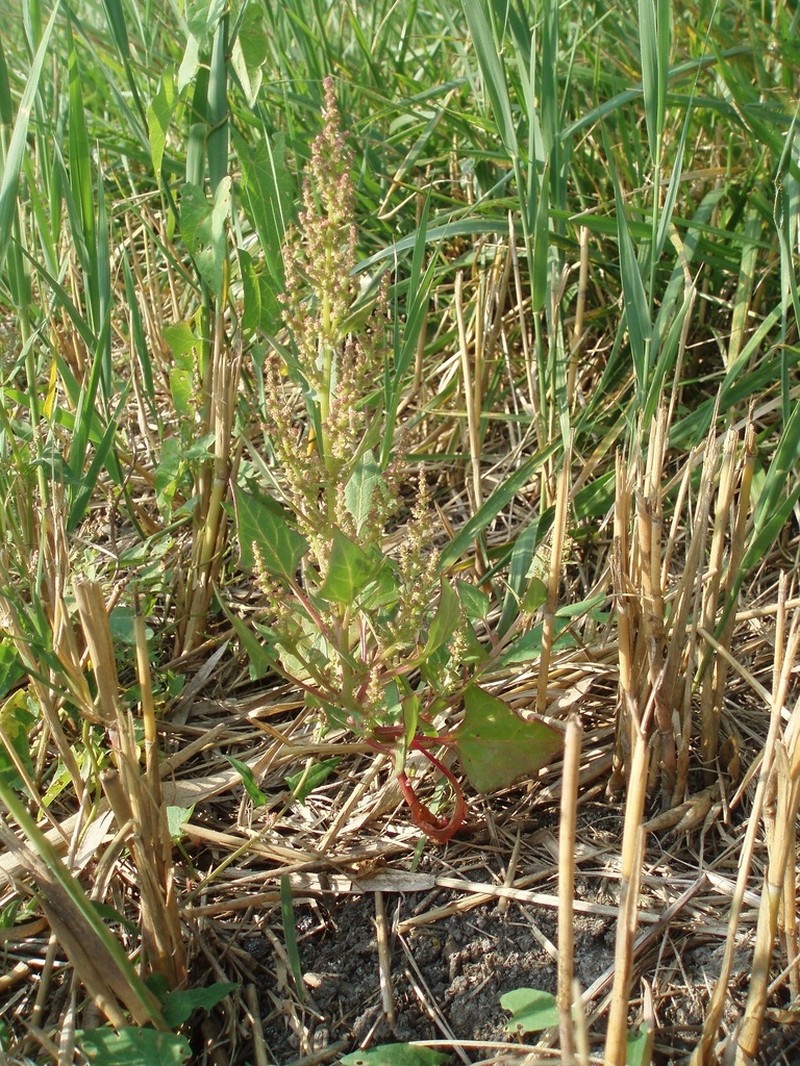 Low Goosefoot photo 7