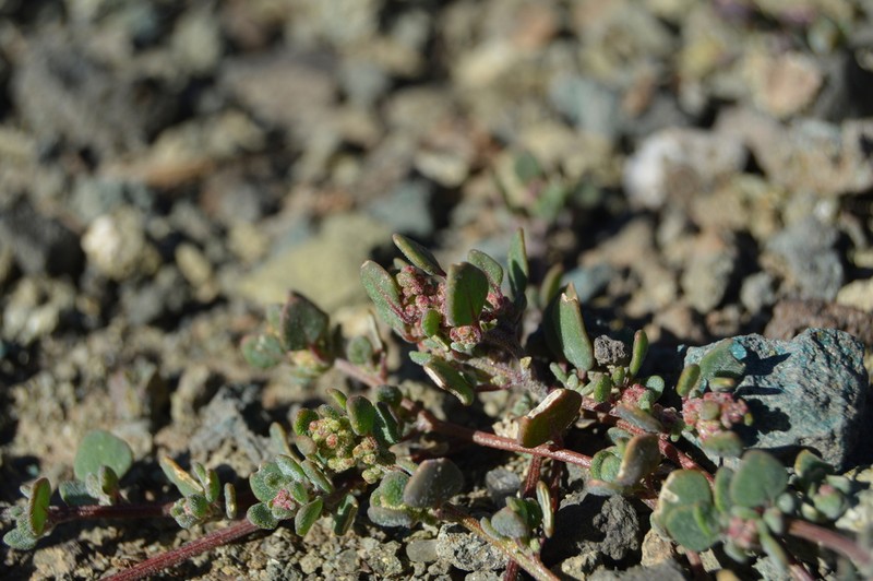 Oxybasis frigida photo 3