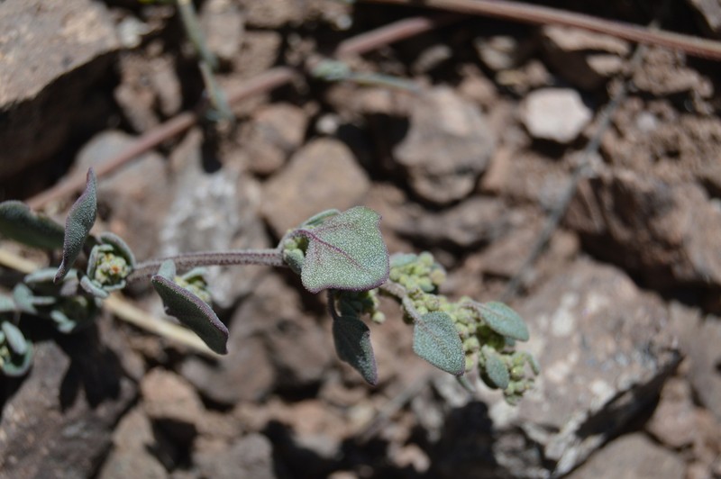 Oxybasis frigida photo 4