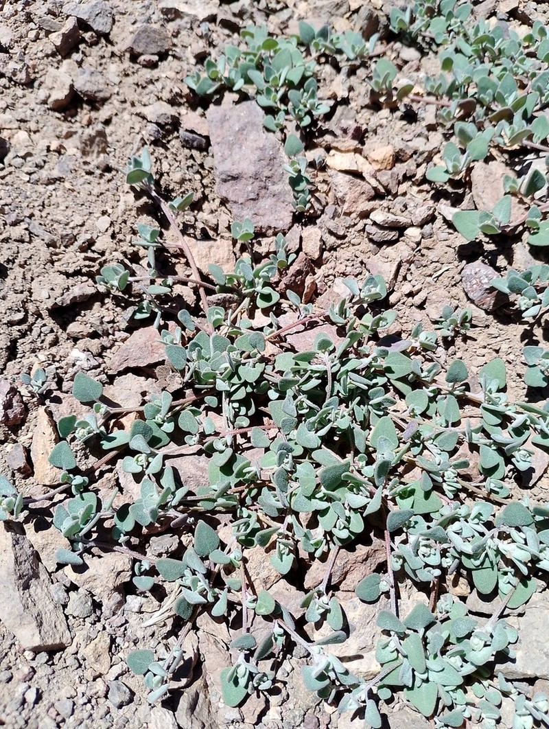 Oxybasis frigida photo 5