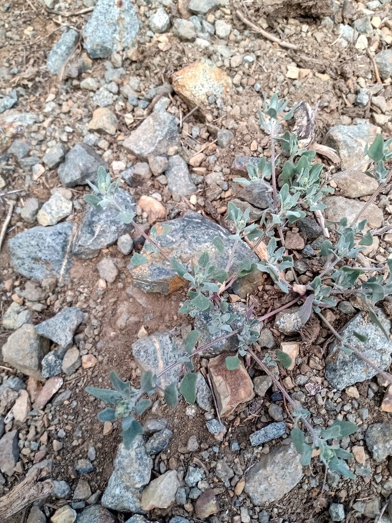 Oxybasis frigida photo 6