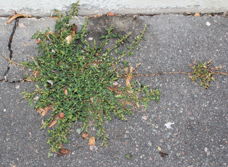 Oakleaf Goosefoot photo 5