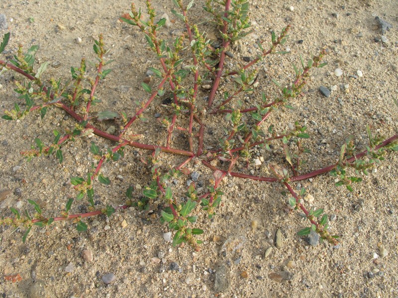 Oakleaf Goosefoot photo 6