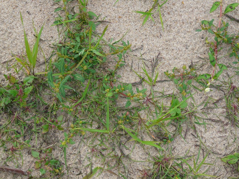 Oakleaf Goosefoot photo 7