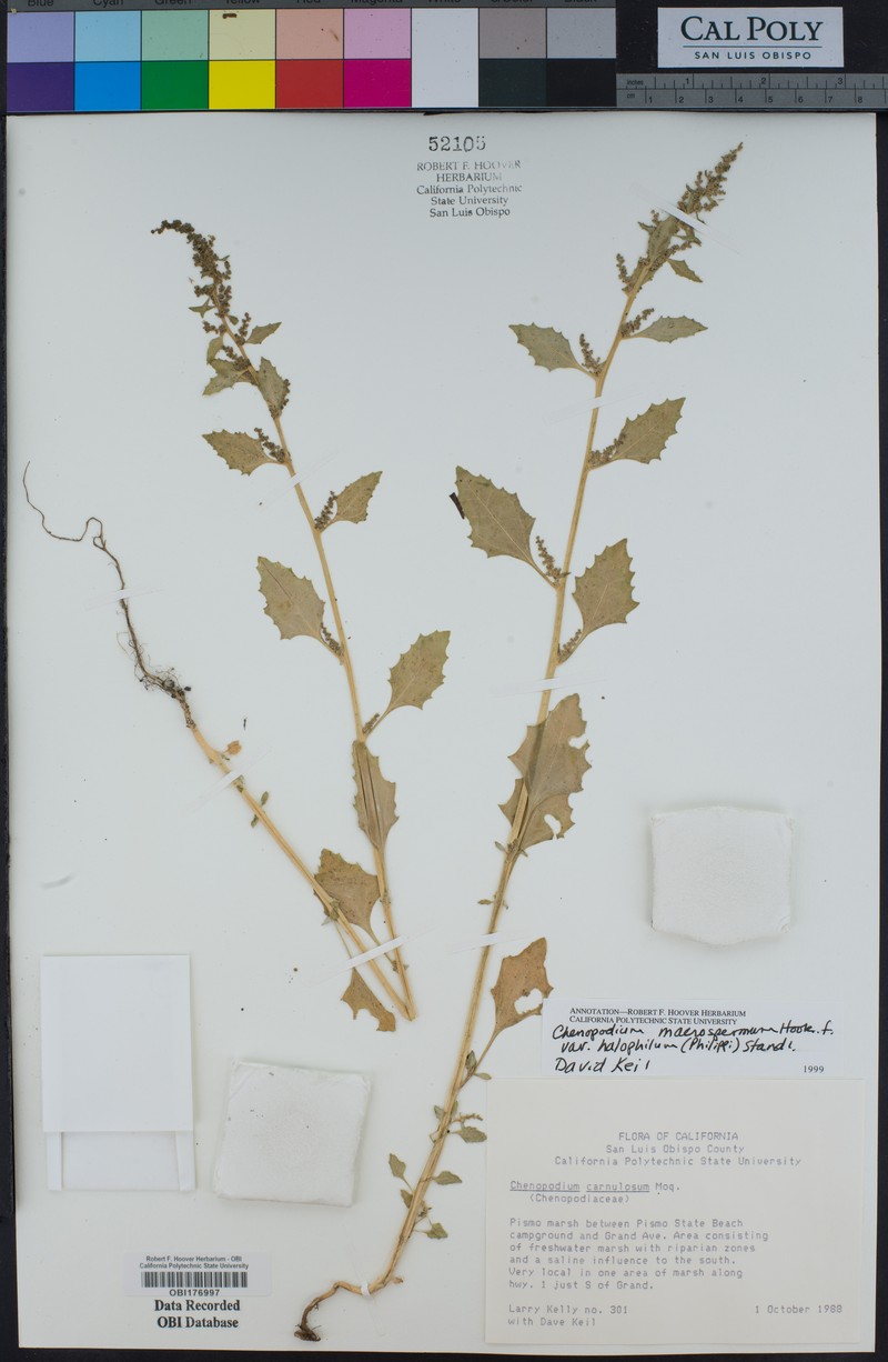 Oxybasis halophila