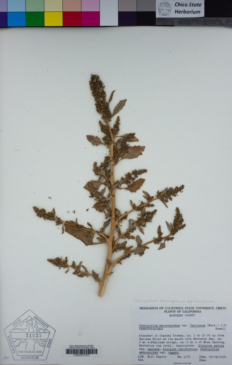 Oxybasis halophila photo 2
