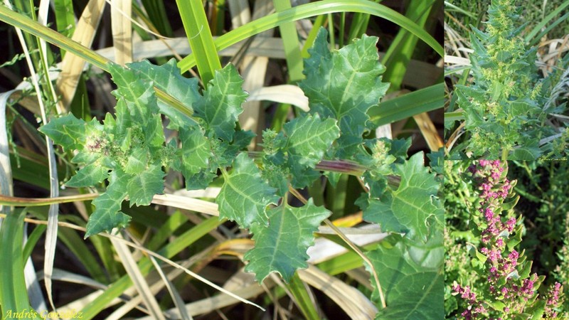 Largeseed Goosefoot