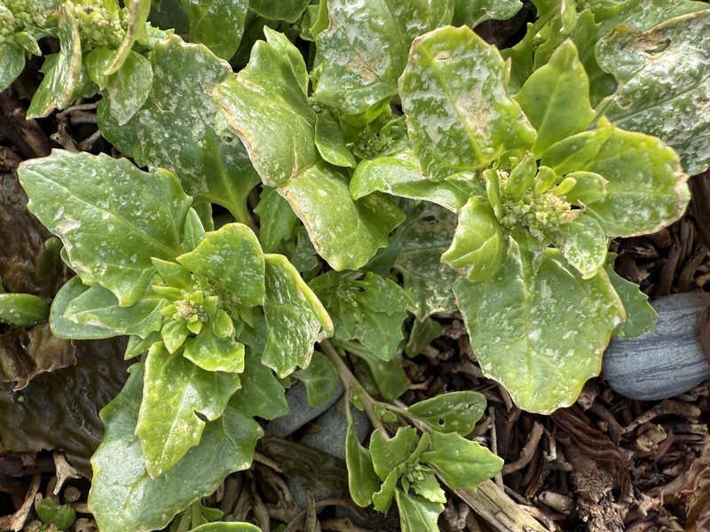 Oxybasis macrosperma subsp. macrosperma