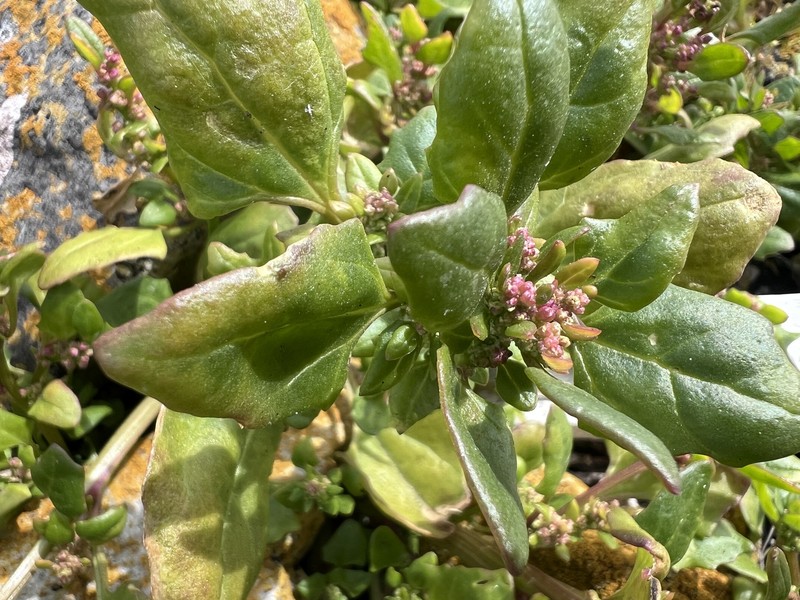 Oxybasis macrosperma subsp. macrosperma photo 2