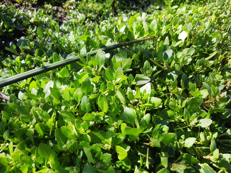 Oxybasis macrosperma subsp. macrosperma photo 4