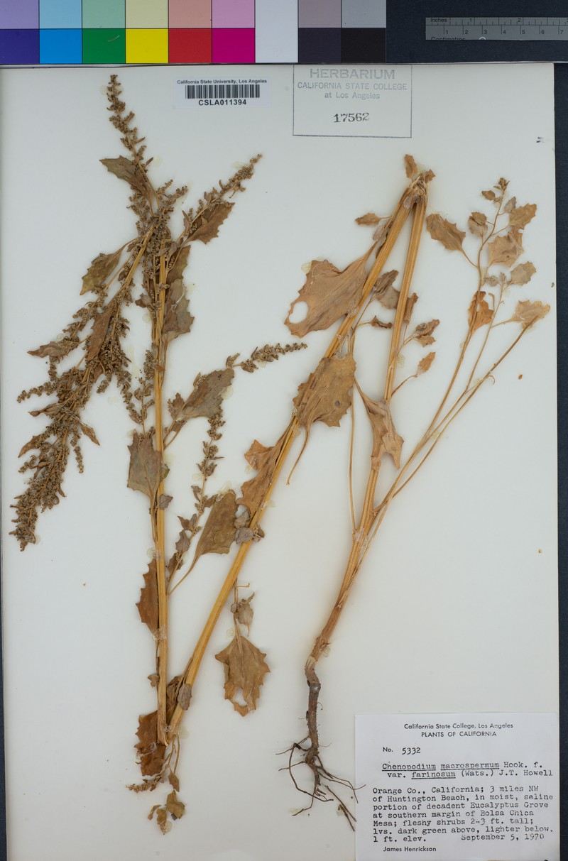 Oxybasis macrosperma subsp. salsa