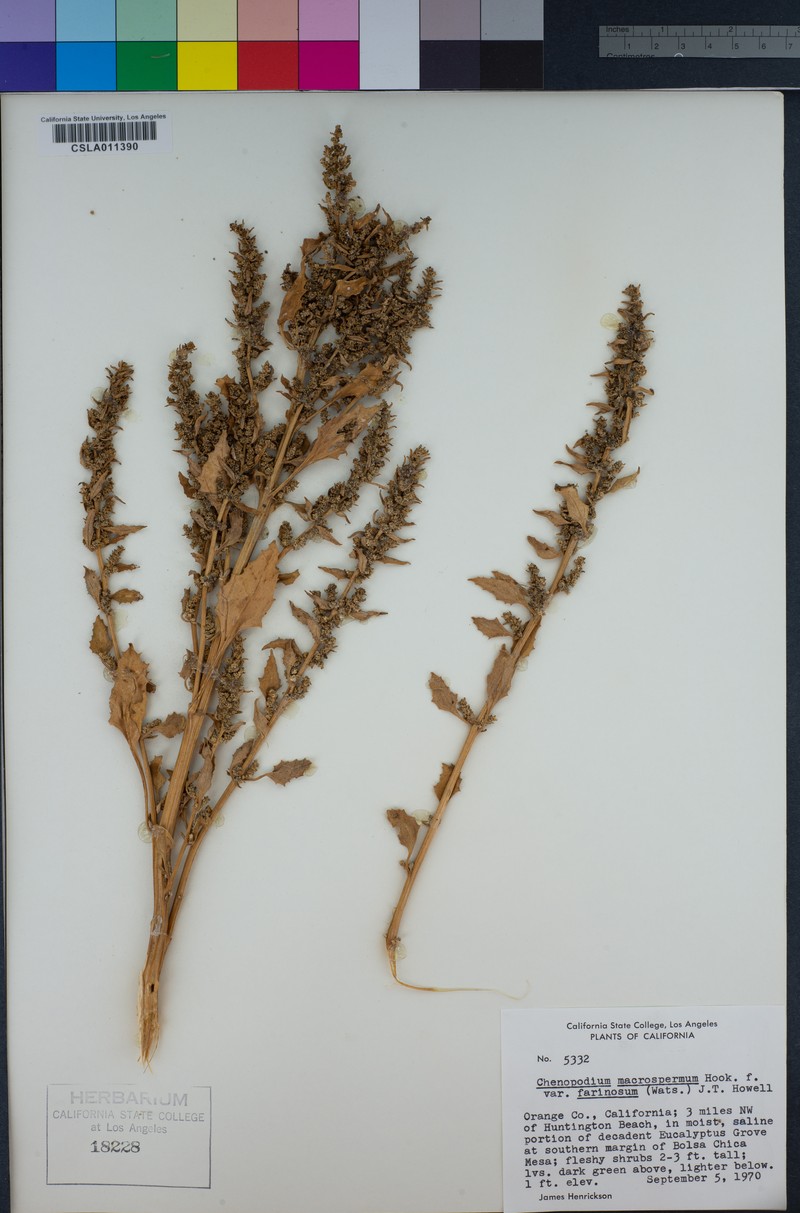 Oxybasis macrosperma subsp. salsa photo 2
