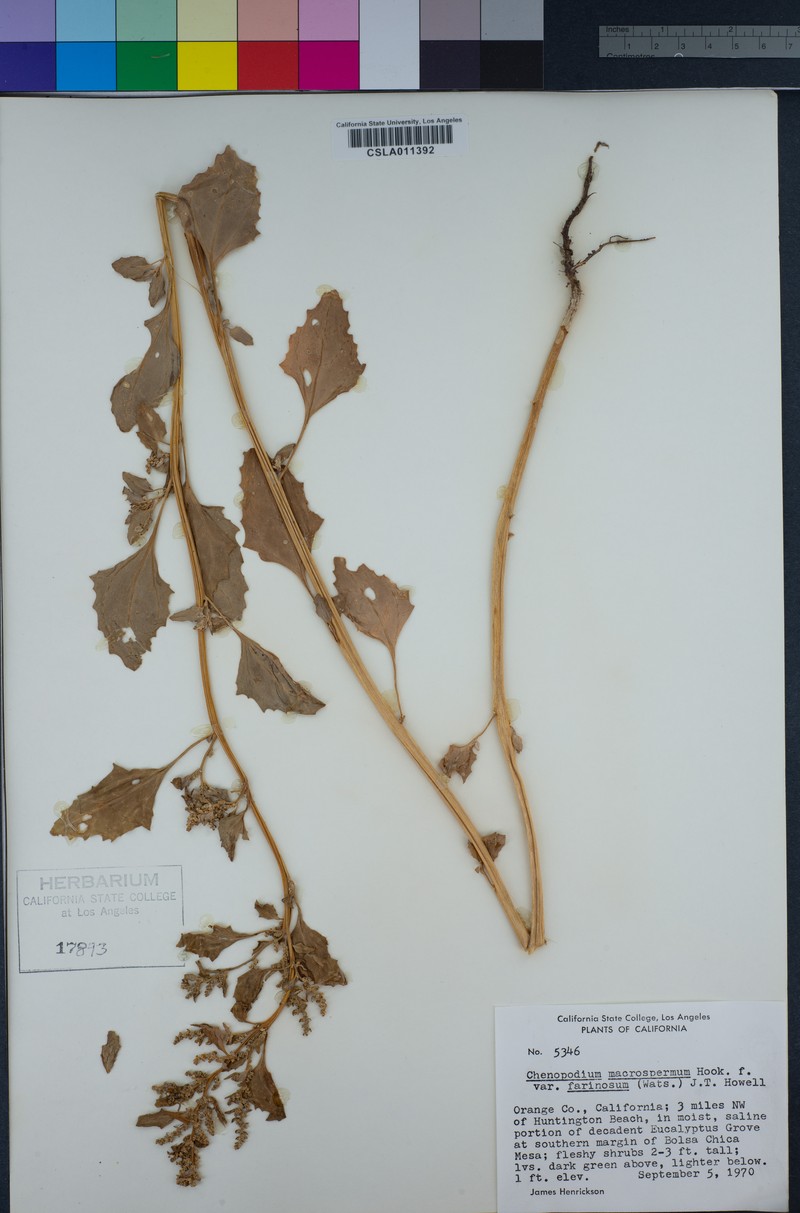 Oxybasis macrosperma subsp. salsa photo 3