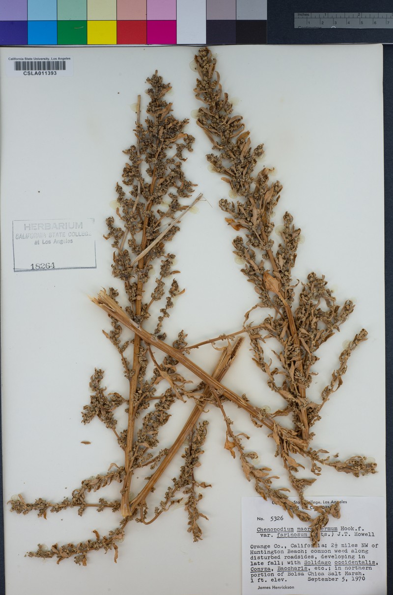 Oxybasis macrosperma subsp. salsa photo 4