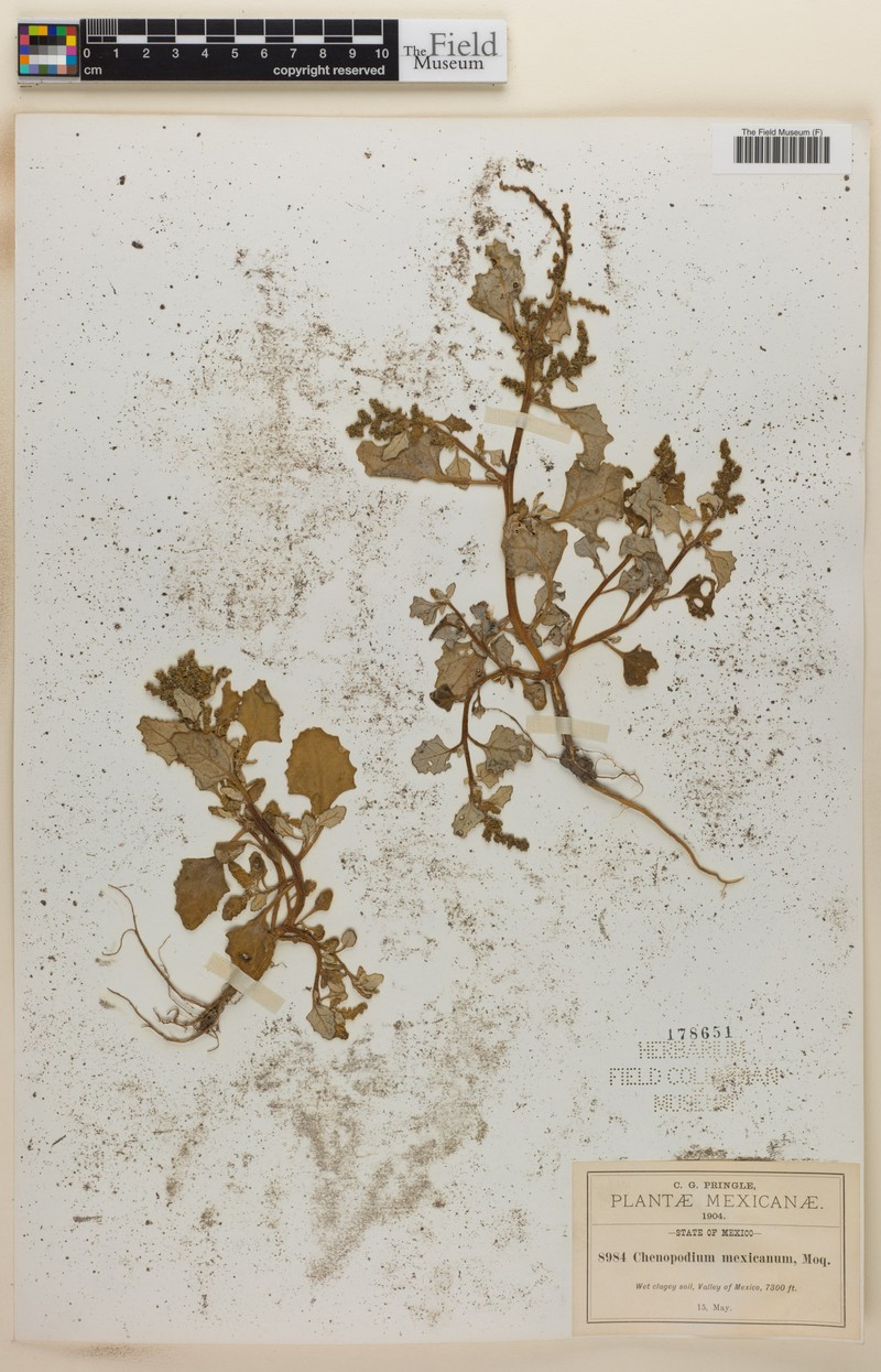Oxybasis mexicana