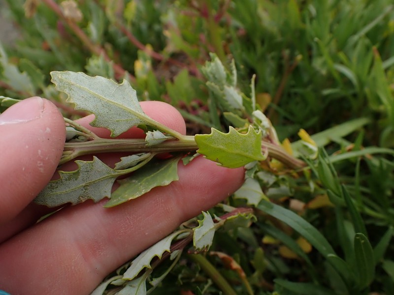 Red Goosefoot
