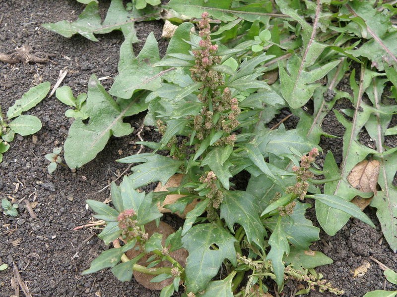 Red Goosefoot photo 2