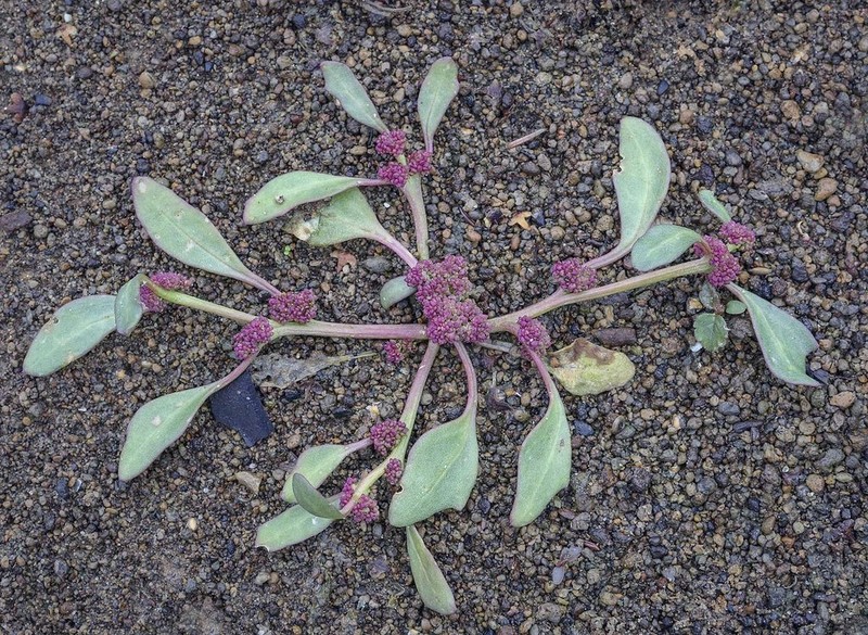 Red Goosefoot photo 3