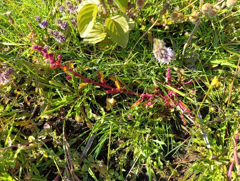 Red Goosefoot photo 4