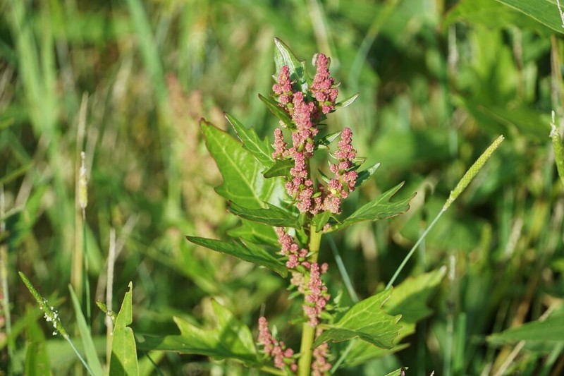 Red Goosefoot photo 5