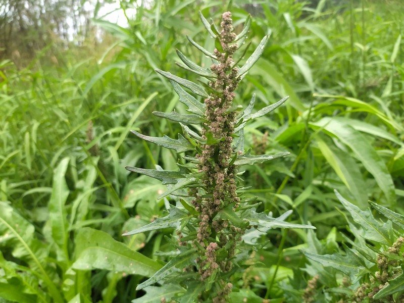Red Goosefoot photo 6