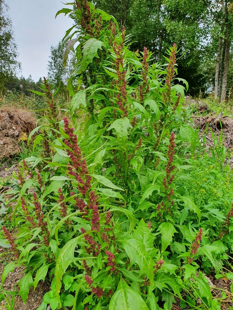 Red Goosefoot photo 7