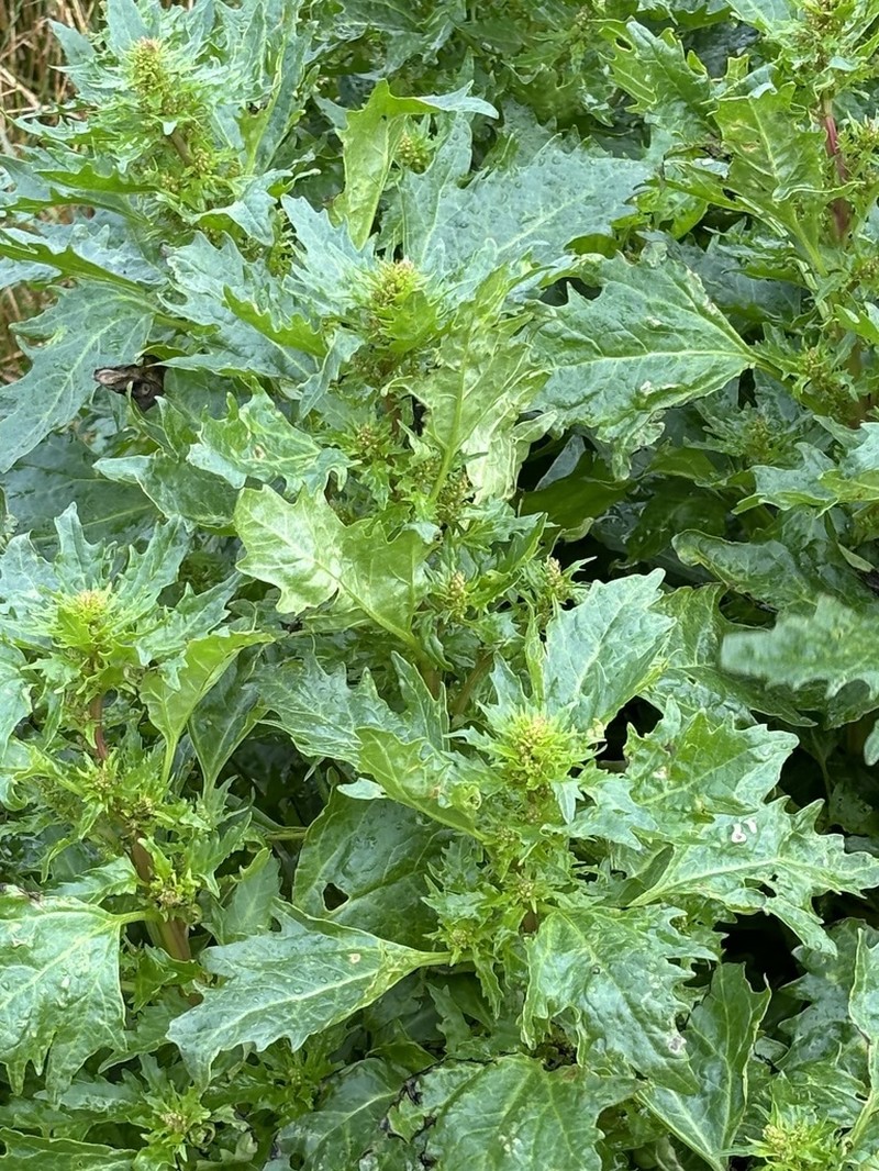 Red Goosefoot photo 8