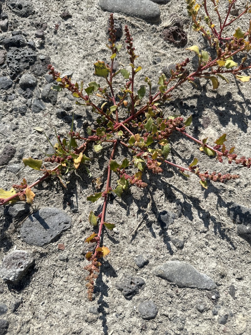 Marshland Goosefoot
