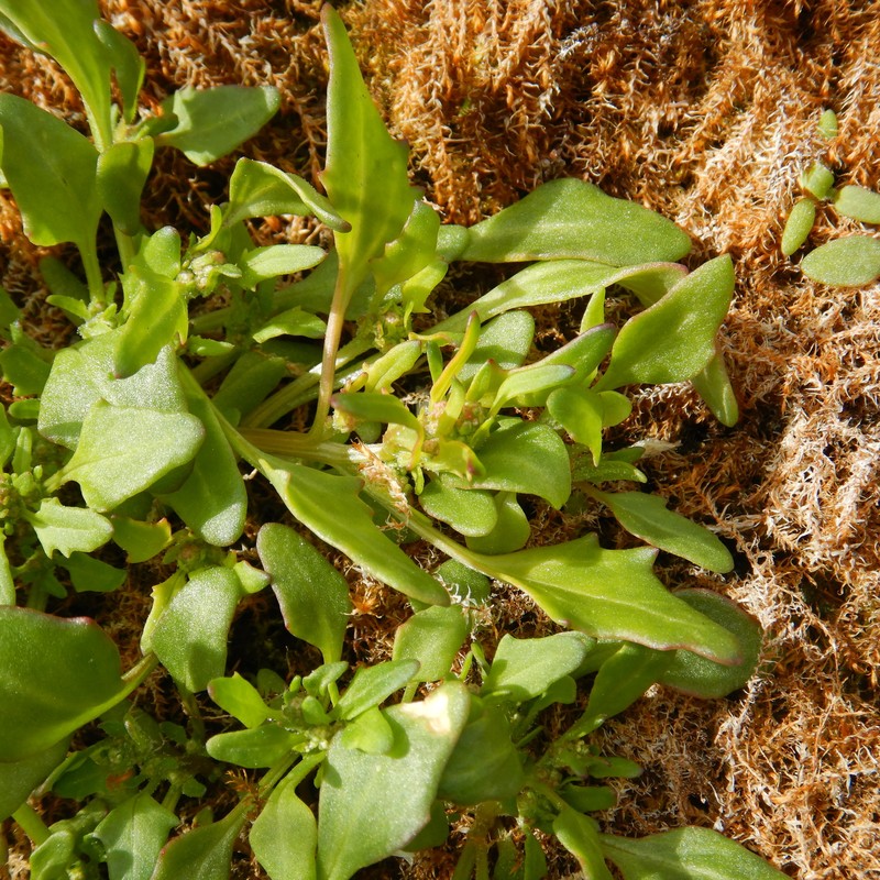 Marshland Goosefoot photo 2