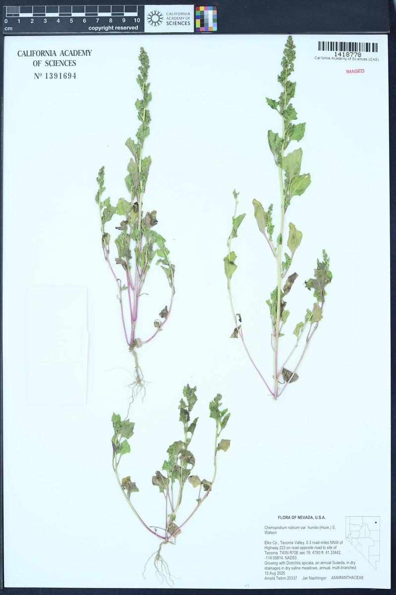 Marshland Goosefoot photo 3