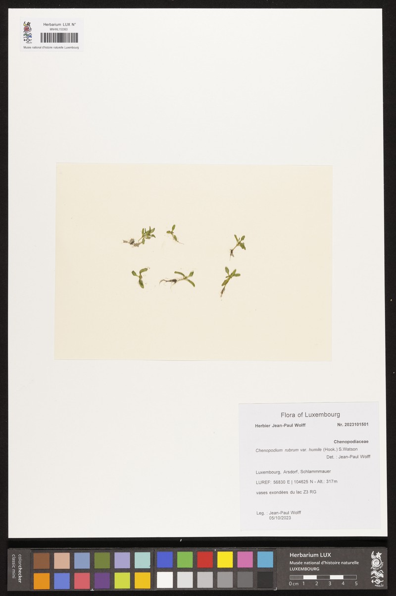 Marshland Goosefoot photo 4