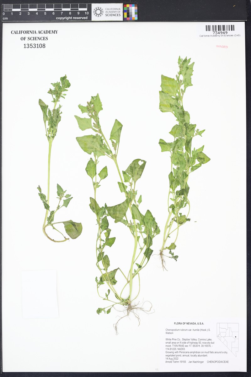 Marshland Goosefoot photo 5