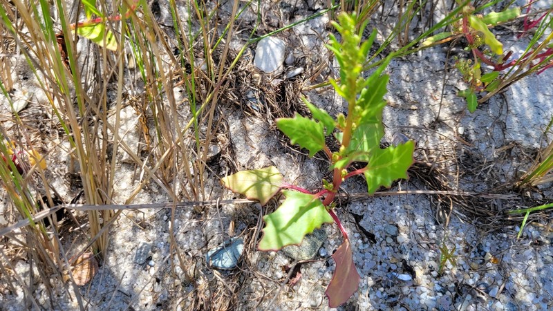 Oxybasis rubra var. rubra
