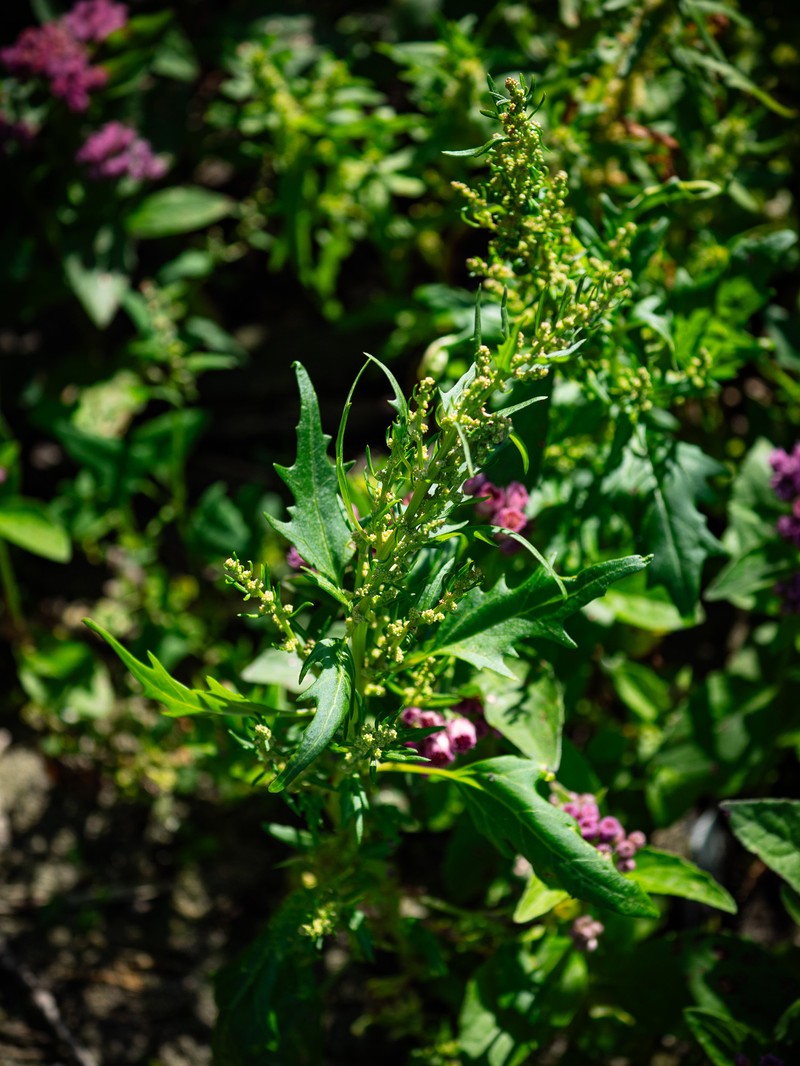 Oxybasis rubra var. rubra photo 2