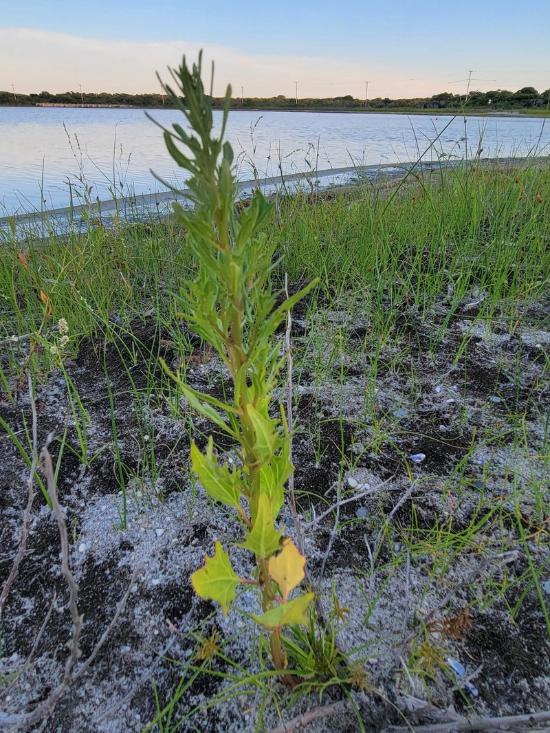 Oxybasis rubra var. rubra photo 3