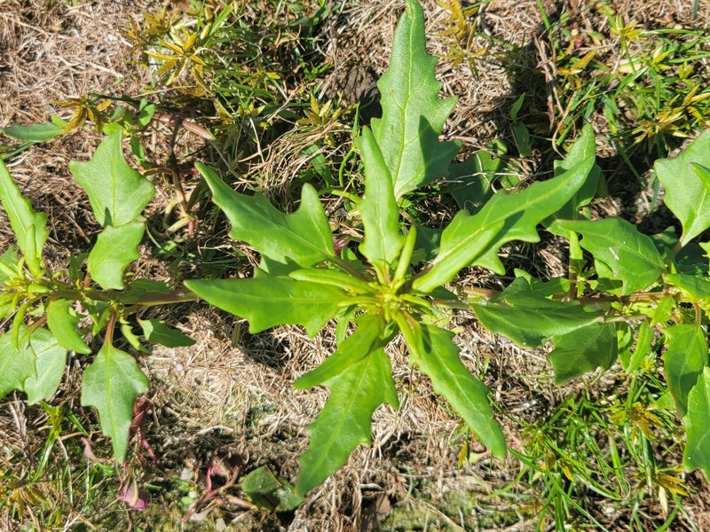 Oxybasis rubra var. rubra photo 4