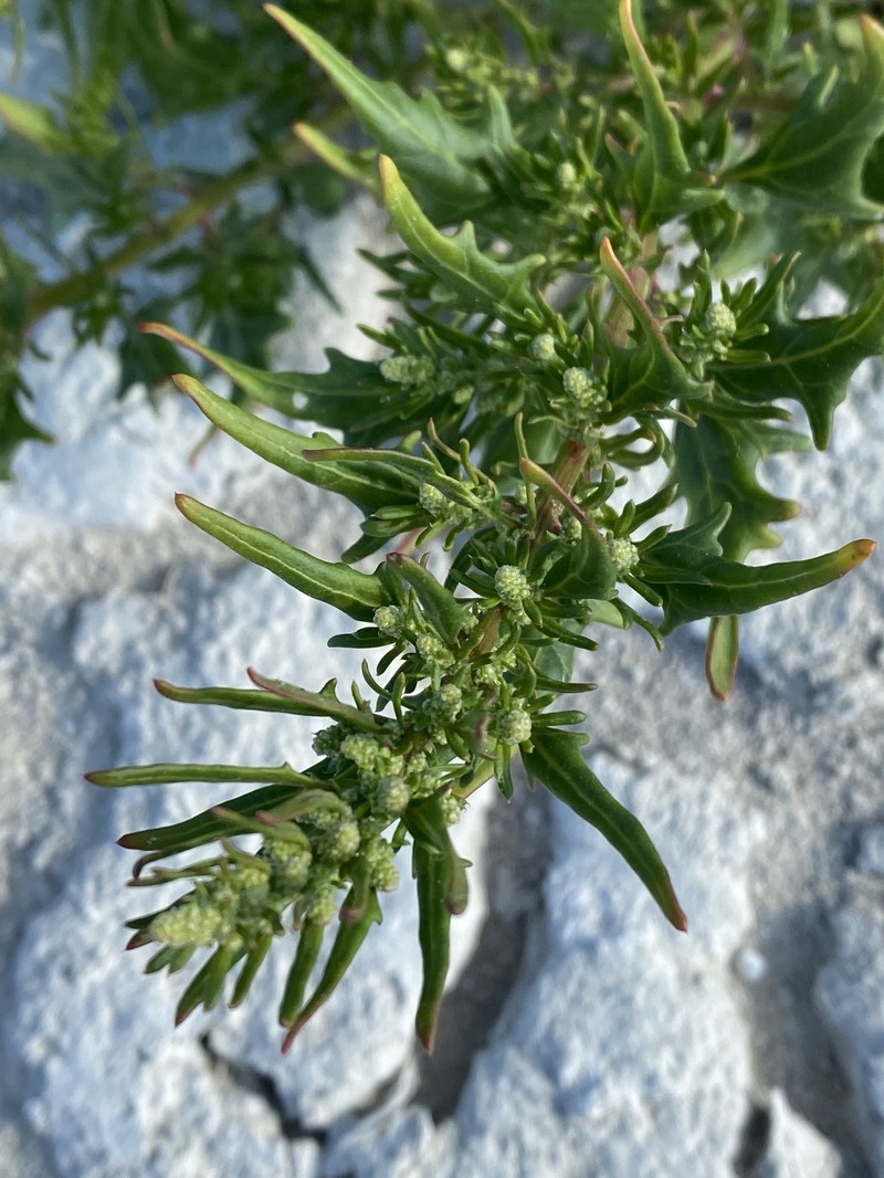 Oxybasis rubra var. rubra photo 5