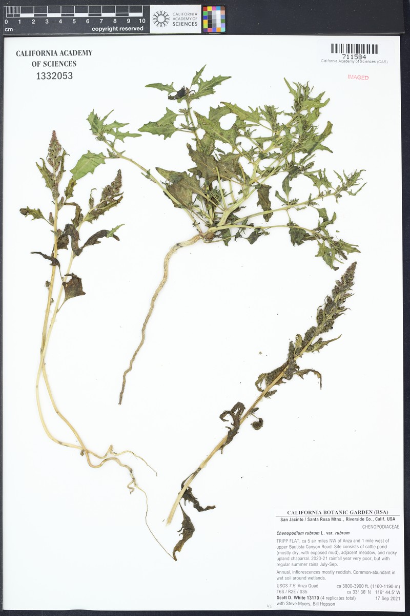Oxybasis rubra var. rubra photo 6