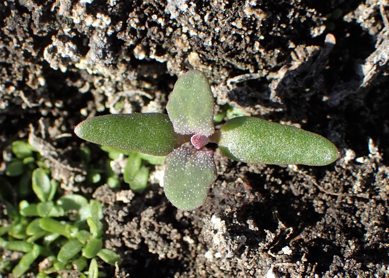 Rocky Mountain Goosefoot